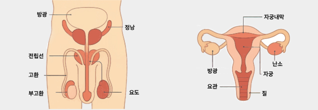 해부학적 특성