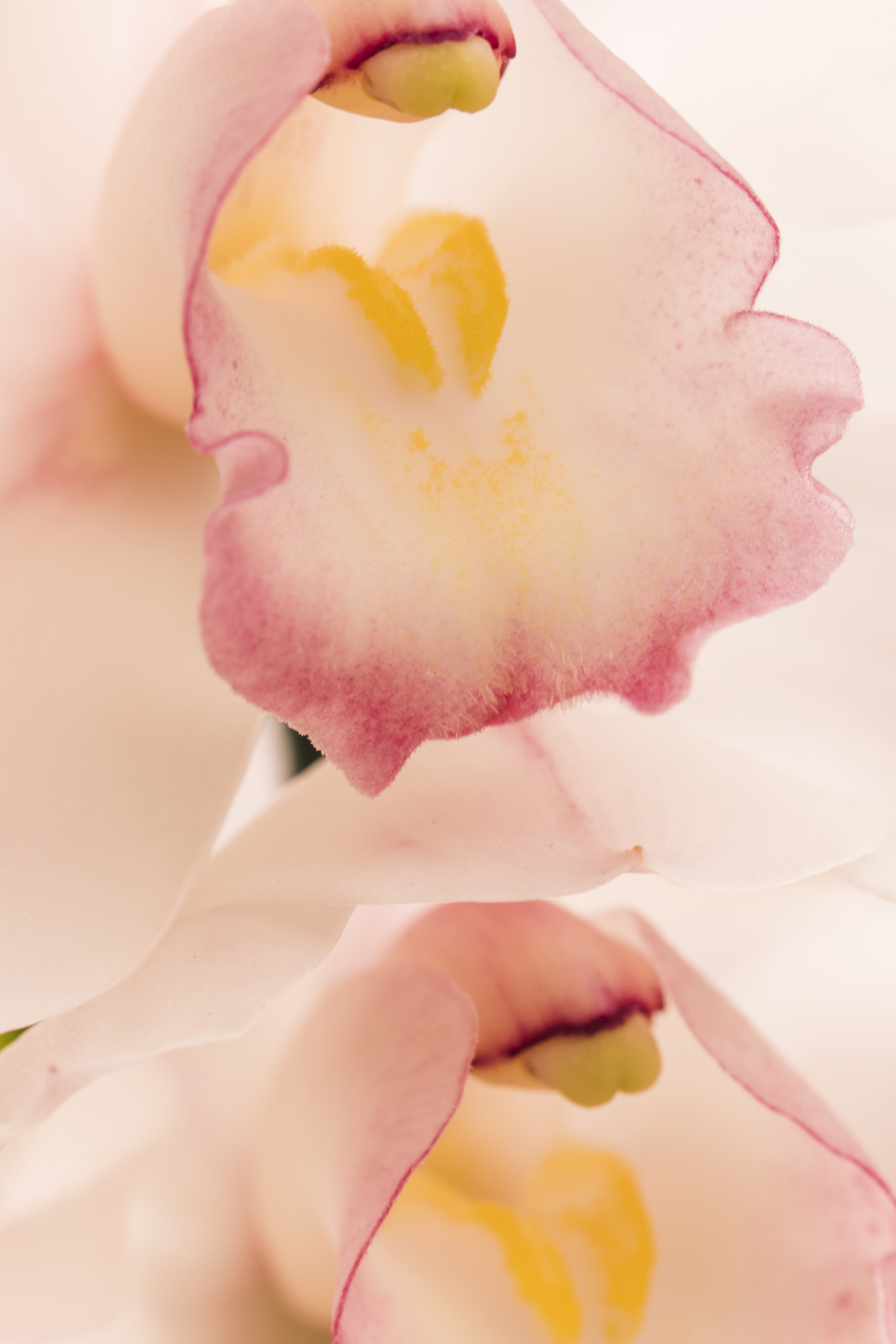 질축소성형수술